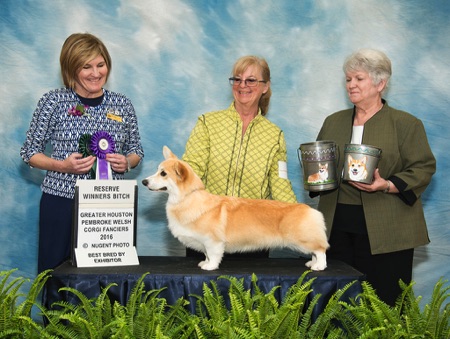 GHPWCF 2016 Specialty - Best Bred-By Exhibitor & Reserve Winners Bitch